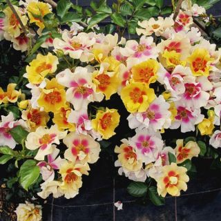 Ringo Rose Thumbnail
