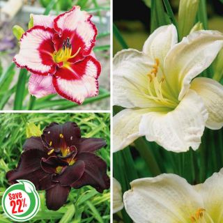 Daylily Collection 1 Thumbnail