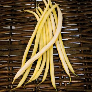 Monte Gusto Pole Bean Thumbnail