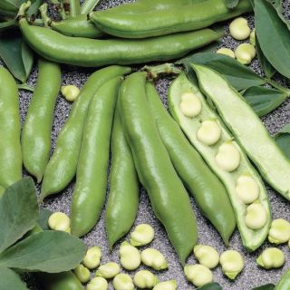 Jumbo Fava Bean Thumbnail