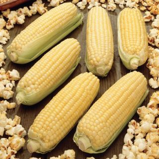 Robust 997 Popcorn Thumbnail