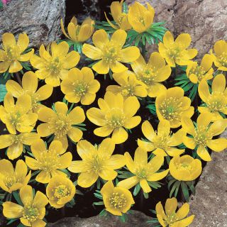 Yellow Winter Aconite Thumbnail