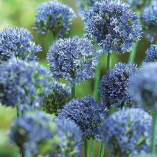 Blue Drumstick Allium Thumbnail