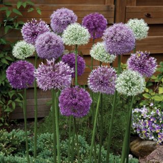 Giant Allium Mix Thumbnail