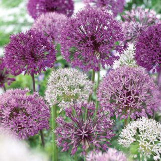 Elegant Mix Allium Thumbnail