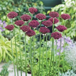 Atropurpureum Allium Thumbnail