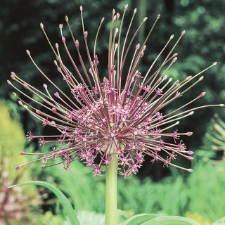 Schubertii Allium Thumbnail