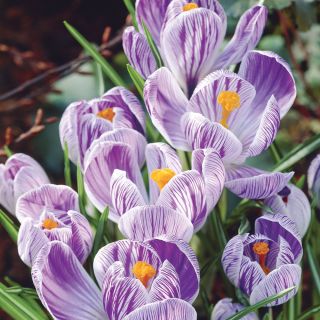 Pickwick Giant Crocus Thumbnail