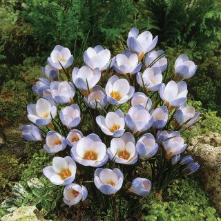 Blue Pearl Snow Crocus Thumbnail