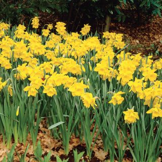 Giant Yellow Trumpet Daffodil Thumbnail