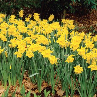 Giant Yellow Trumpet Daffodil Thumbnail