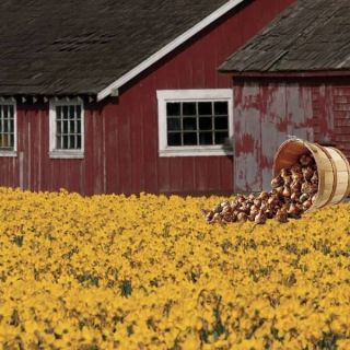 Dutch Master Daffodil Basket Thumbnail