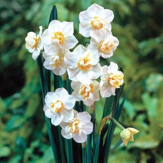 Gardenia Daffodil Thumbnail