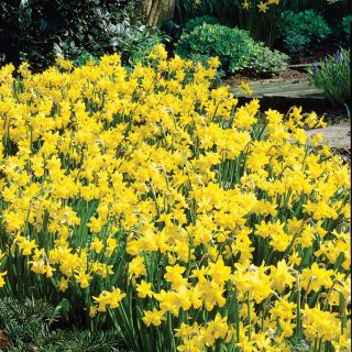 Tete-a-Tete Daffodil Half Basket Thumbnail