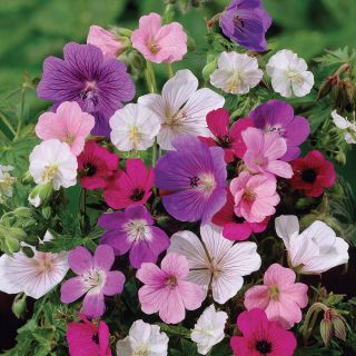 Hardy Geranium Mix Thumbnail