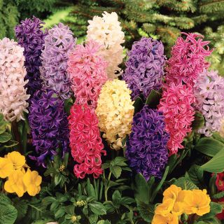 Hyacinth Mix Thumbnail