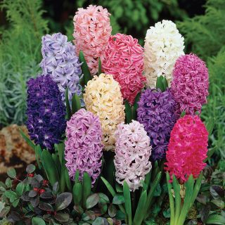 Fragrant Mixed Hyacinths Thumbnail