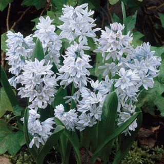 Striped Squill Thumbnail