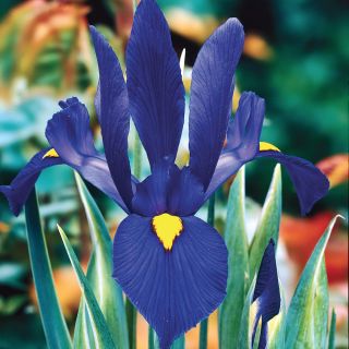 Blue Pearl Dutch Iris Thumbnail