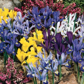 Dwarf Rockgarden Iris Thumbnail