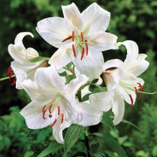 Casa Blanca Lily Thumbnail