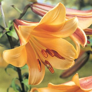lilies flowers and bulbs veseys