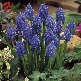 Grape Hyacinth Muscari Thumbnail