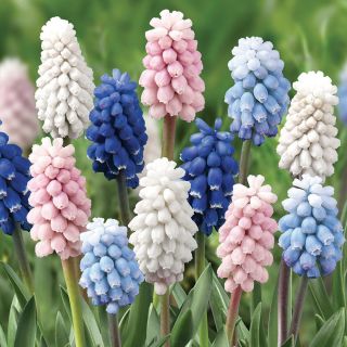 Masterpiece Blend Muscari Thumbnail