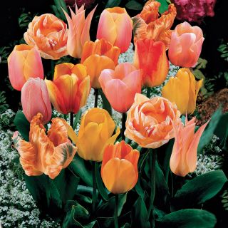 Dutch Pride Tulip Blend Thumbnail