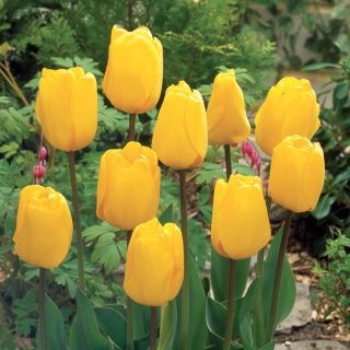 Golden Oxford Tulip Thumbnail
