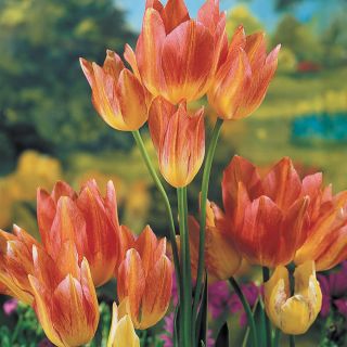 Antoinette Bouquet Tulip Thumbnail