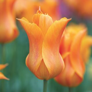 Ballerina Lily Flowering Tulip Thumbnail