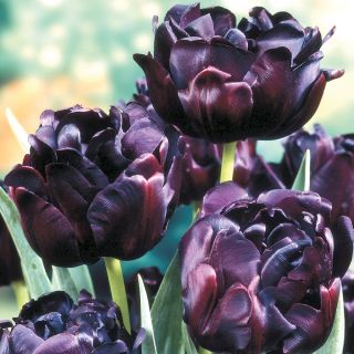 Black Hero Double Tulip Thumbnail