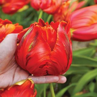 Avignon Parrot Tulip Thumbnail