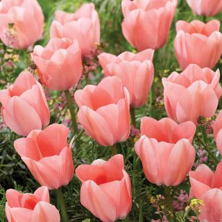 Bella Blush Tulip Thumbnail