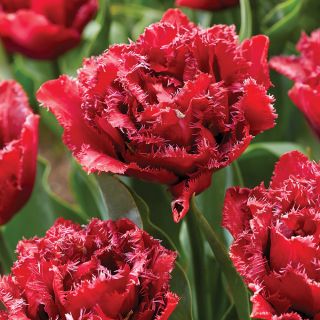 Cranberry Thistle Tulip Thumbnail