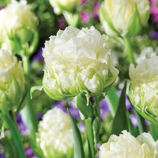 Cottontail Tulip Thumbnail