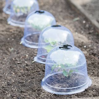 Garden Cloches Medium Thumbnail