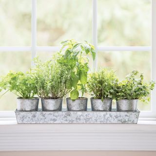 Galvanized Herb Planters and Tray Thumbnail