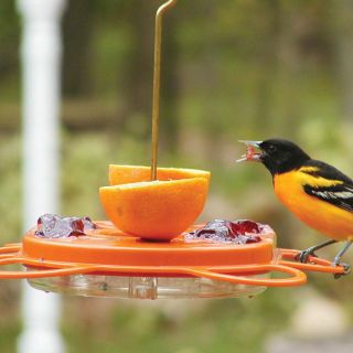 Oriolefest Oriole Feeder Thumbnail