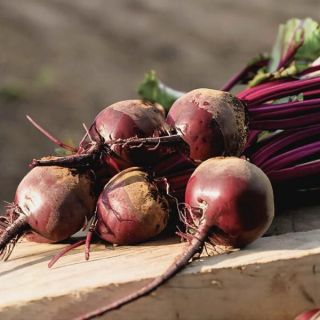 Moneta Beet Thumbnail