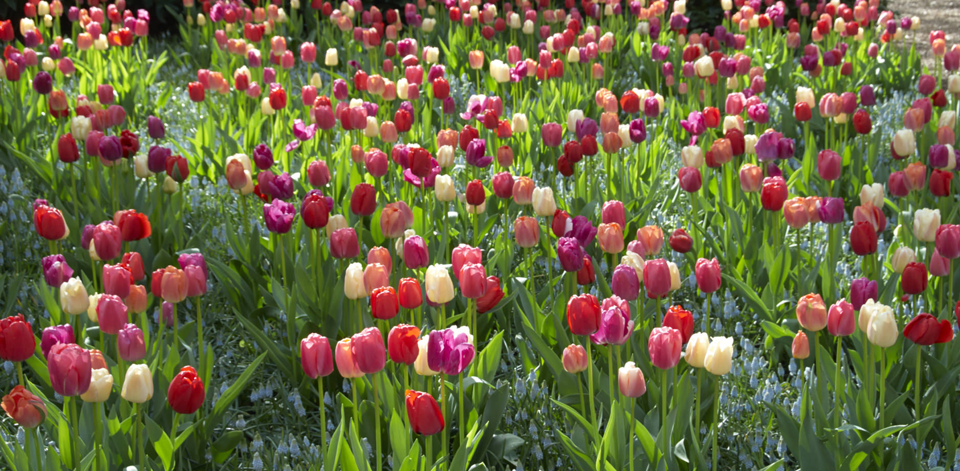 Fall Bulbs