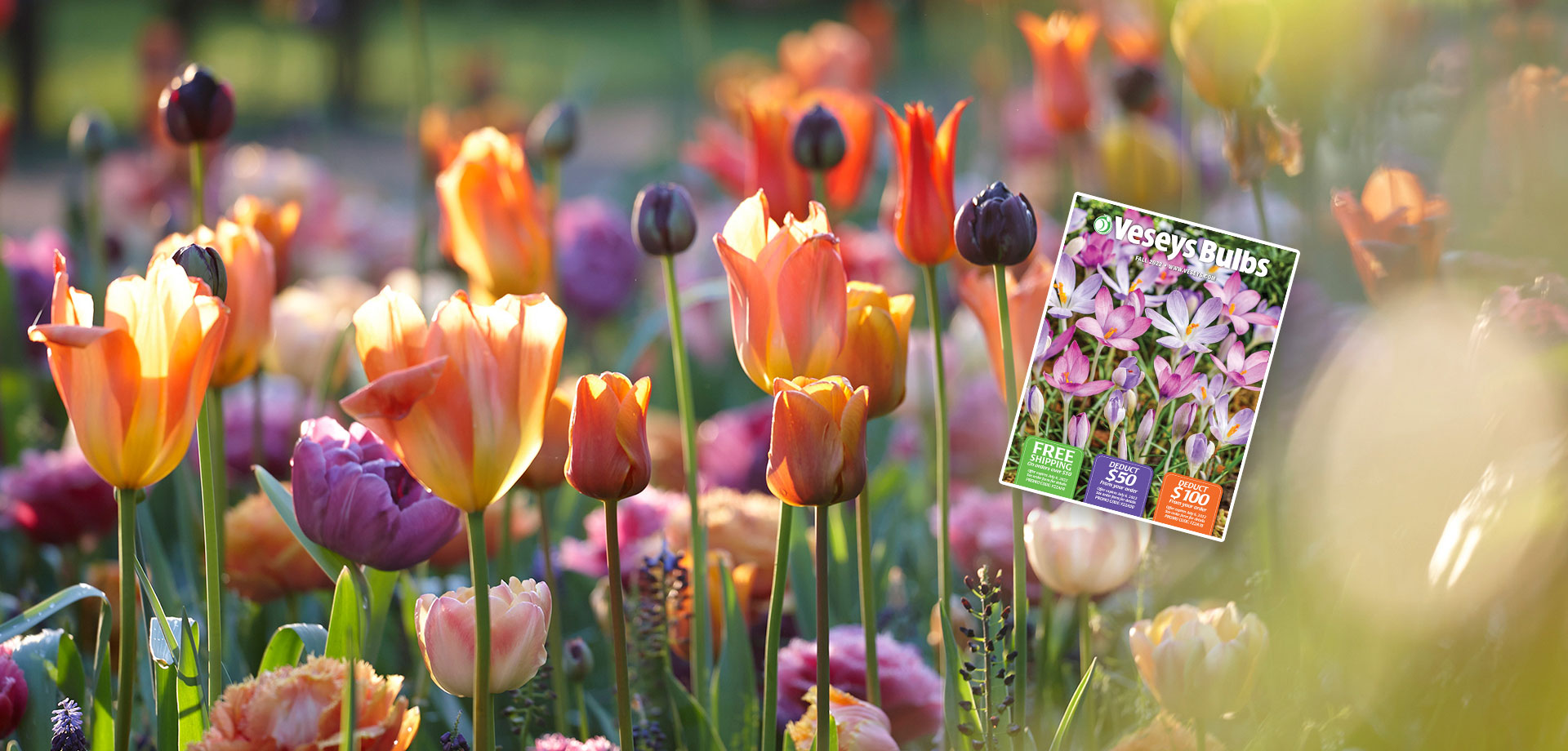 Fall Bulbs