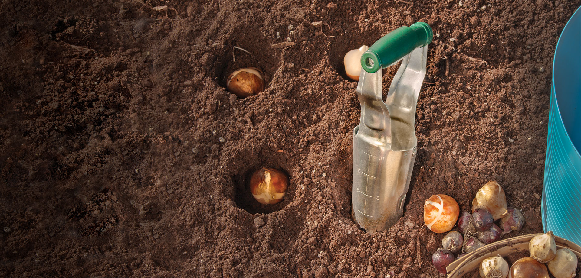 Free Bulb Planter