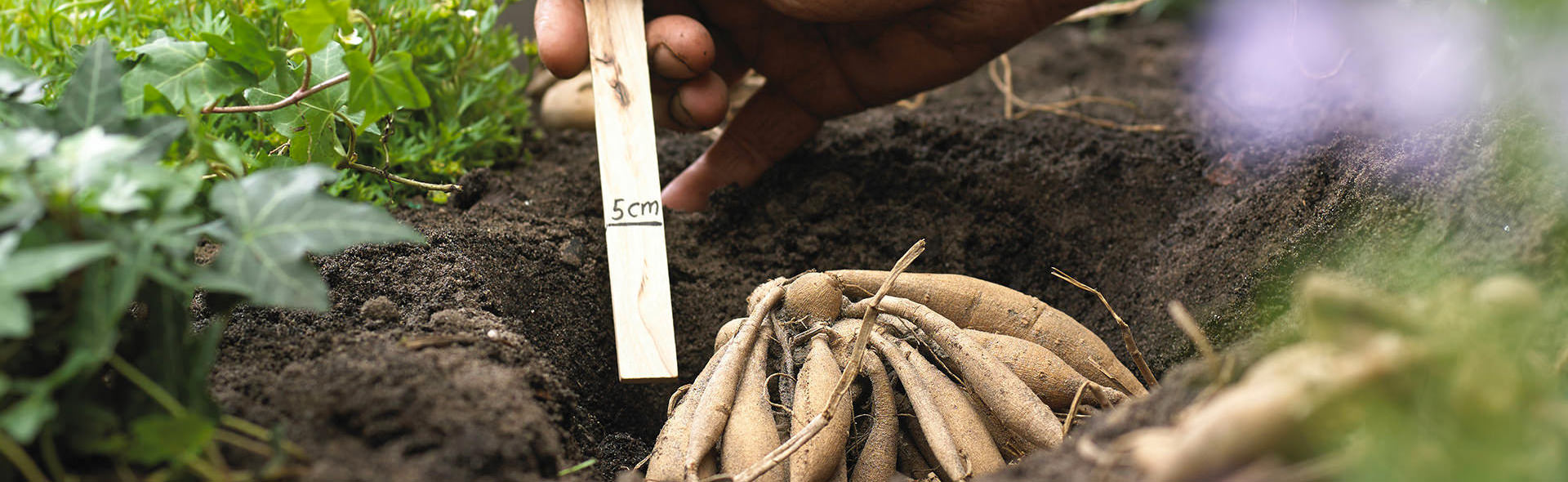 Measuring the depth of the soil