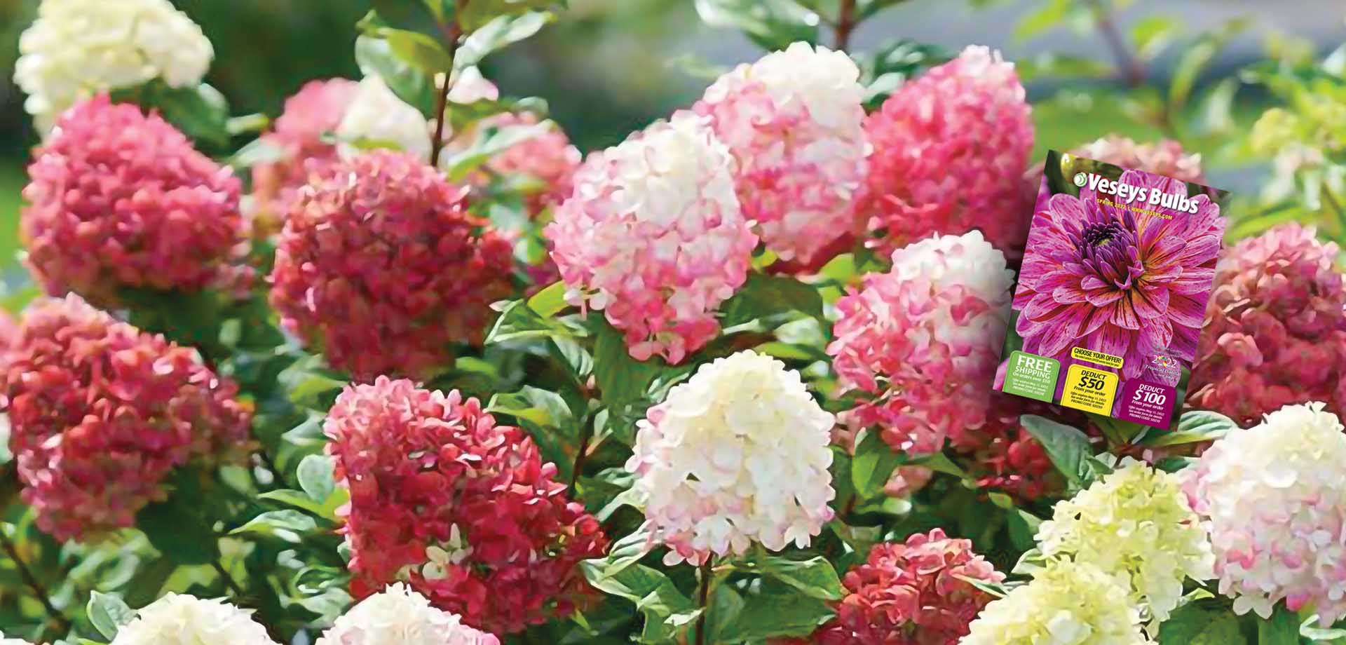 2022 spring bulb