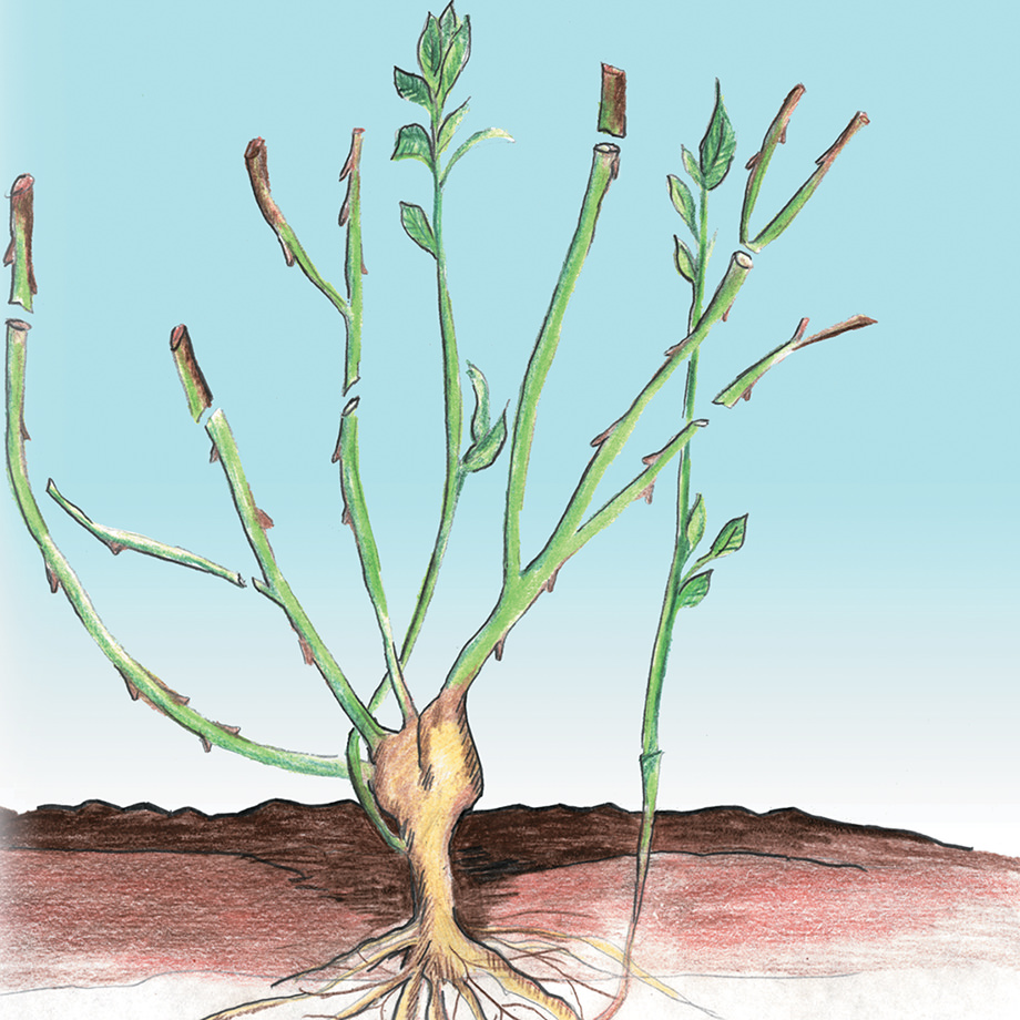 Growing From Bulbs And Roots Veseys