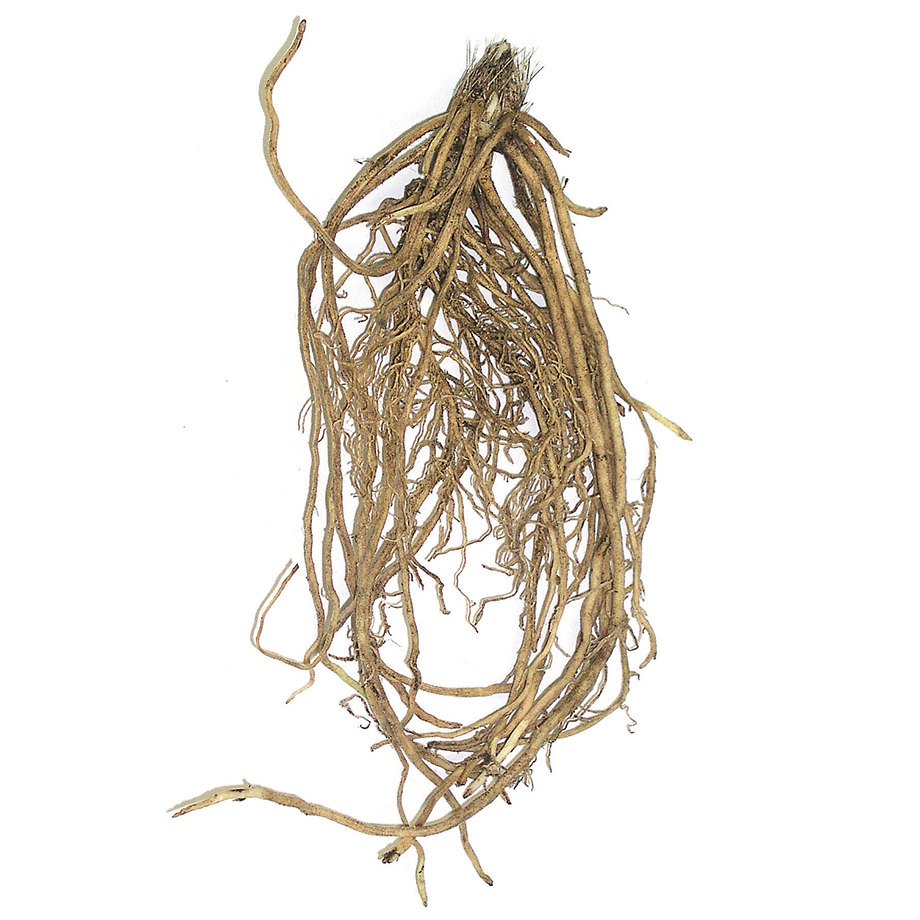 Fibrous Roots
